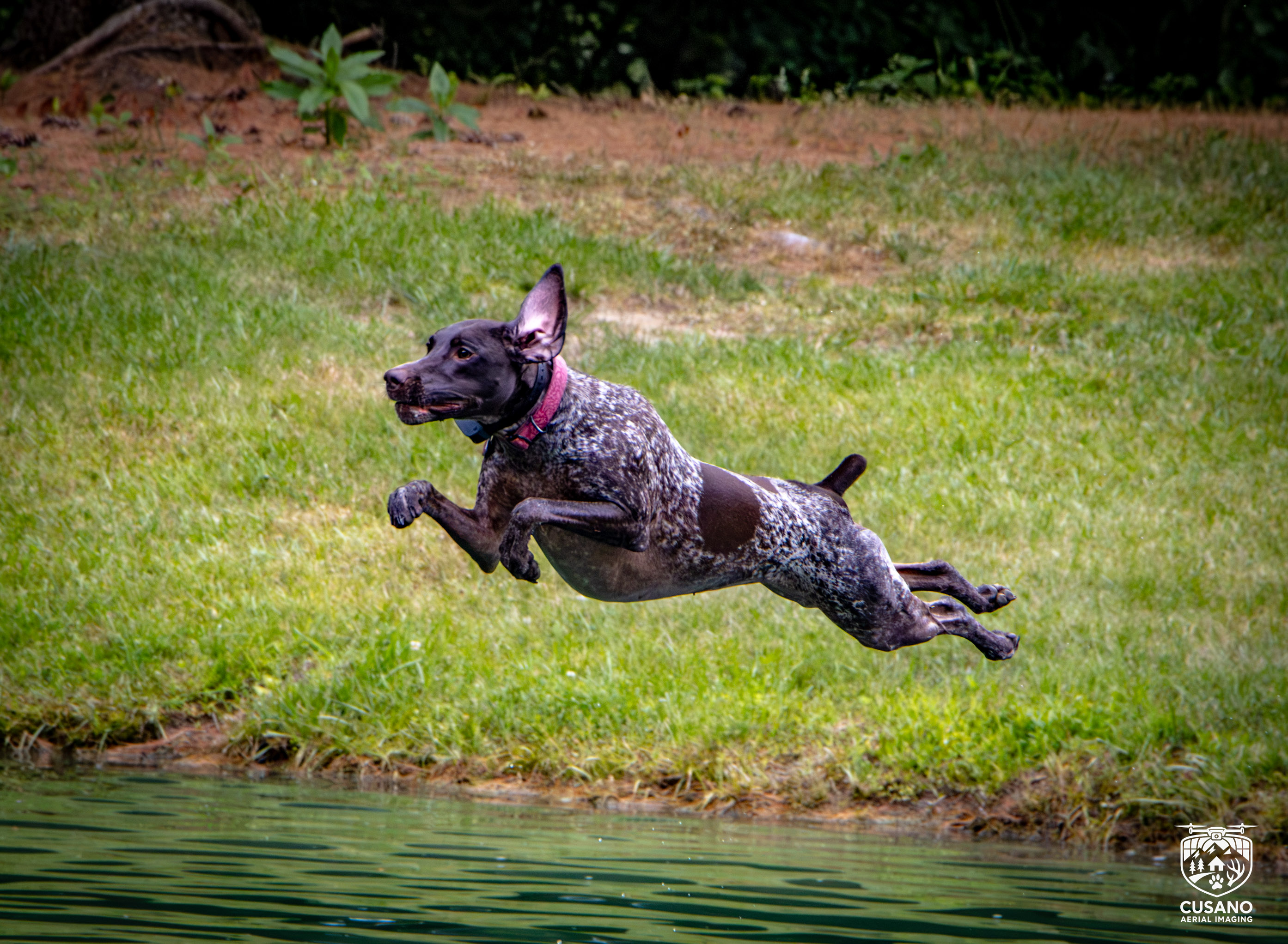 Outdoor pet photography